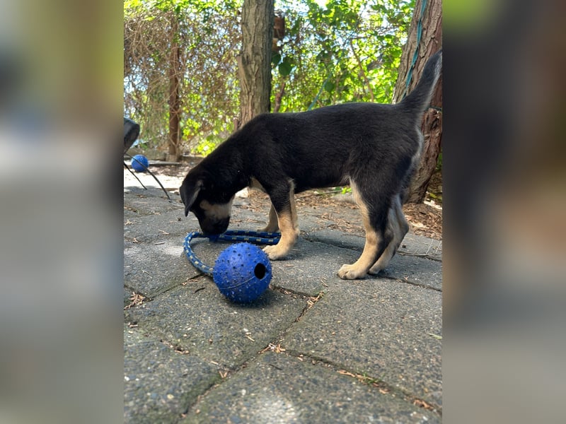 Niko, kleiner Entdecker 