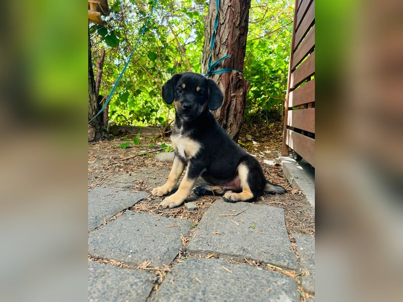Niko, kleiner Entdecker 