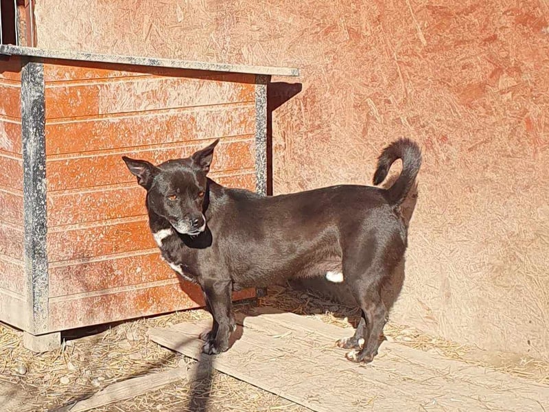 kleiner Bruno