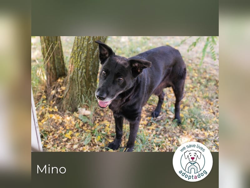 Mino: Stark, treu und voller Liebe