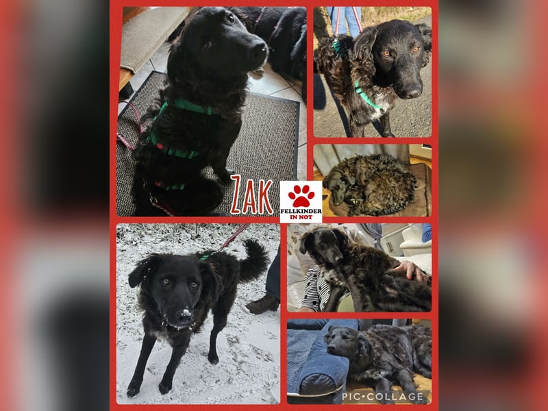 Zak kroatischer Schäferhund Mischling Welpe Junghund sucht Zuhause für immer