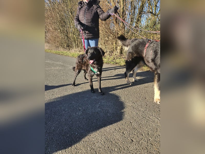 Zak kroatischer Schäferhund Mischling Welpe Junghund sucht Zuhause für immer