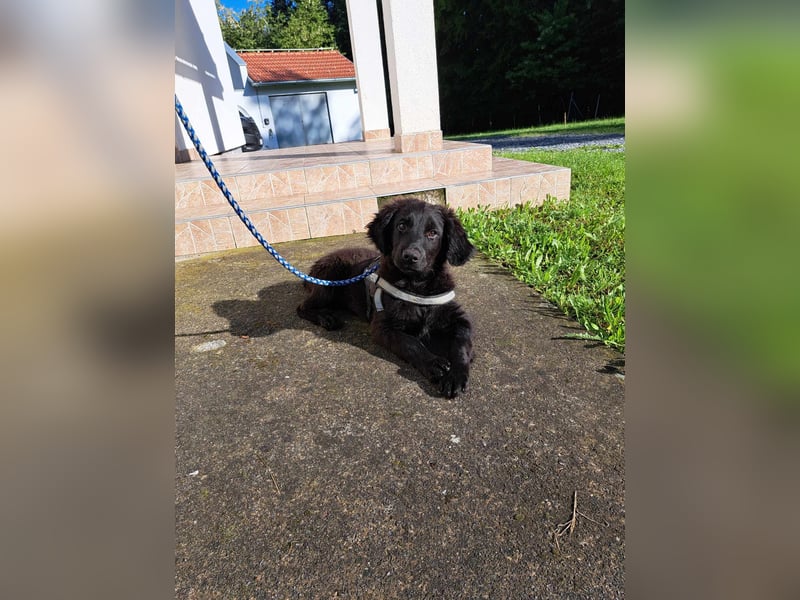 Champ Welpe Mischling Rüde Junghund sucht Zuhause oder Pflegestelle