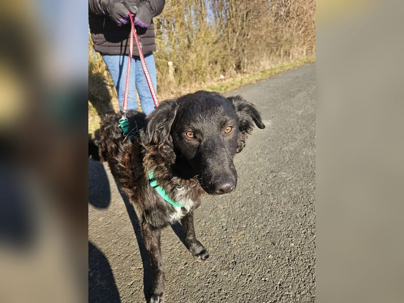 Zak kroatischer Schäferhund Mischling Welpe Junghund sucht Zuhause für immer