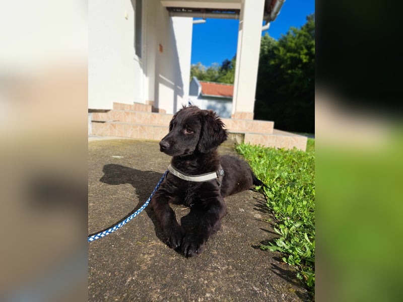 Champ Welpe Mischling Rüde Junghund sucht Zuhause oder Pflegestelle