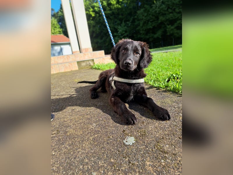 Champ Welpe Mischling Rüde Junghund sucht Zuhause oder Pflegestelle