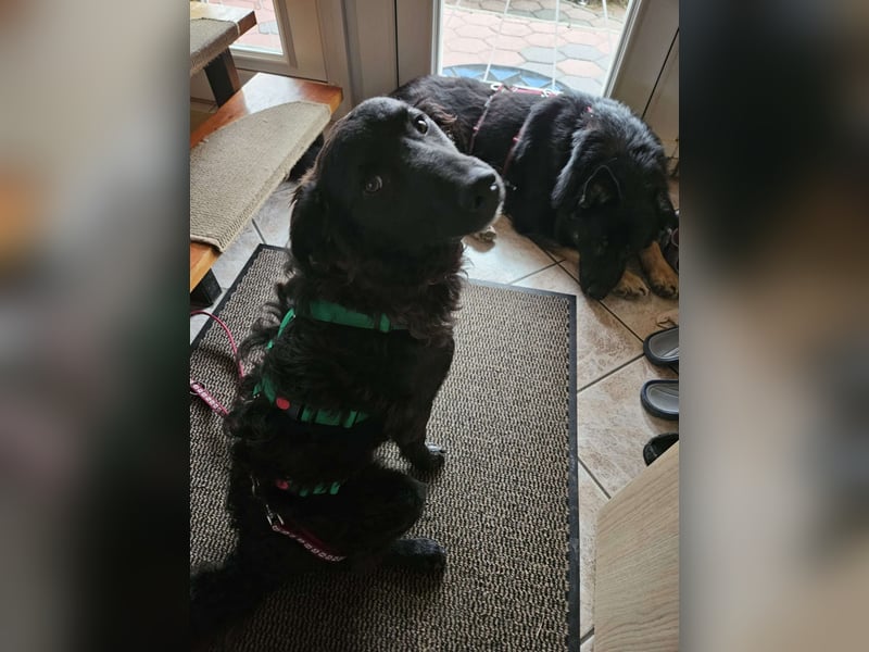 Zak kroatischer Schäferhund Mischling Welpe Junghund sucht Zuhause für immer