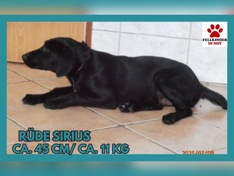 MIschlingsrüde Sirius