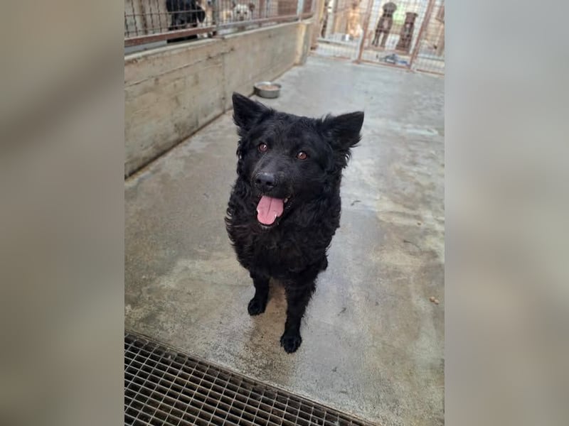 Pauli kroatischer Schäferhund Mischling Rüde sucht Zuhause oder Pflegestelle