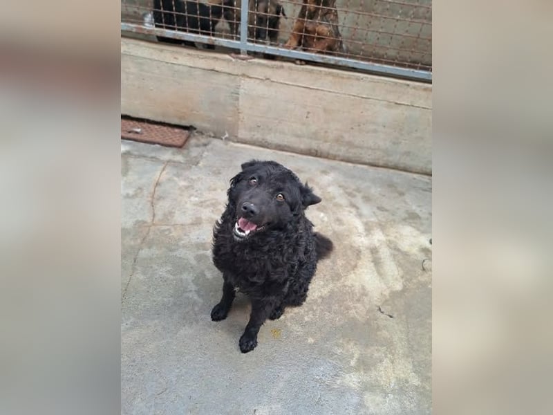 Pauli kroatischer Schäferhund Mischling Rüde sucht Zuhause oder Pflegestelle