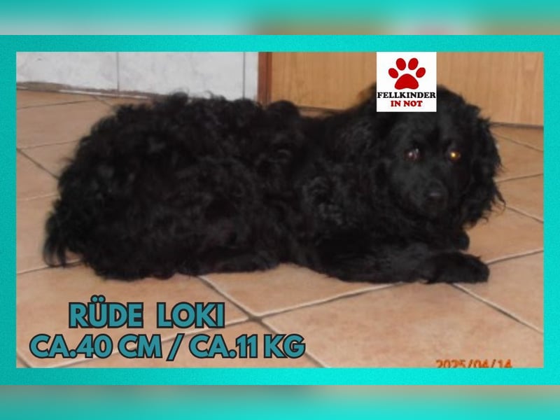 Loki kleiner Mischling Rüde Junghund sucht Zuhause oder Pflegestelle