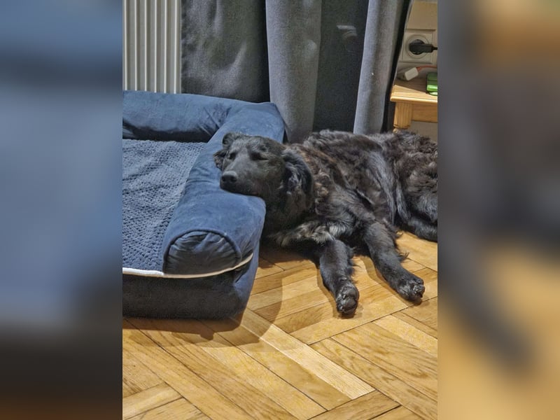 Zak kroatischer Schäferhund Mischling Welpe Junghund sucht Zuhause für immer