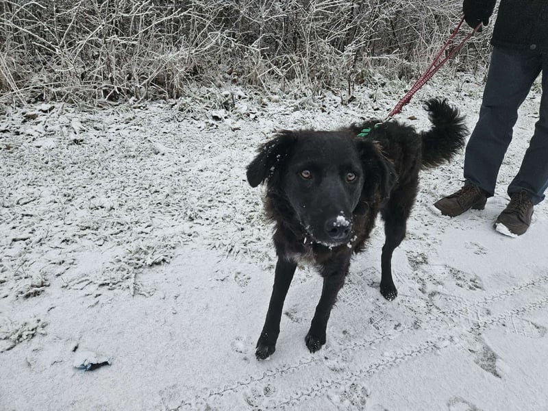 Zak kroatischer Schäferhund Mischling Welpe Junghund sucht Zuhause für immer