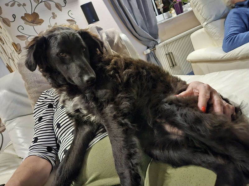 Zak kroatischer Schäferhund Mischling Welpe Junghund sucht Zuhause für immer