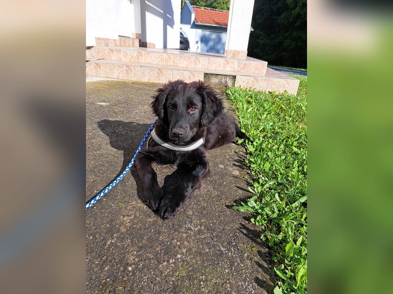 Champ Welpe Mischling Rüde Junghund sucht Zuhause oder Pflegestelle