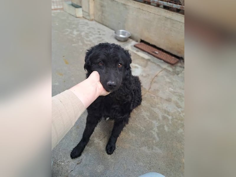 Pauli kroatischer Schäferhund Mischling Rüde sucht Zuhause oder Pflegestelle