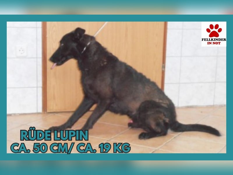 Mischlingsrüde Lupin