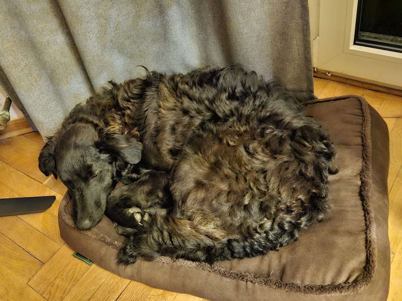 Zak kroatischer Schäferhund Mischling Welpe Junghund sucht Zuhause für immer