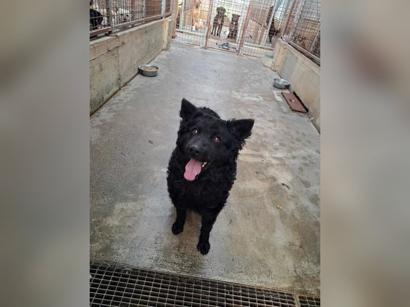Pauli kroatischer Schäferhund Mischling Rüde sucht Zuhause oder Pflegestelle