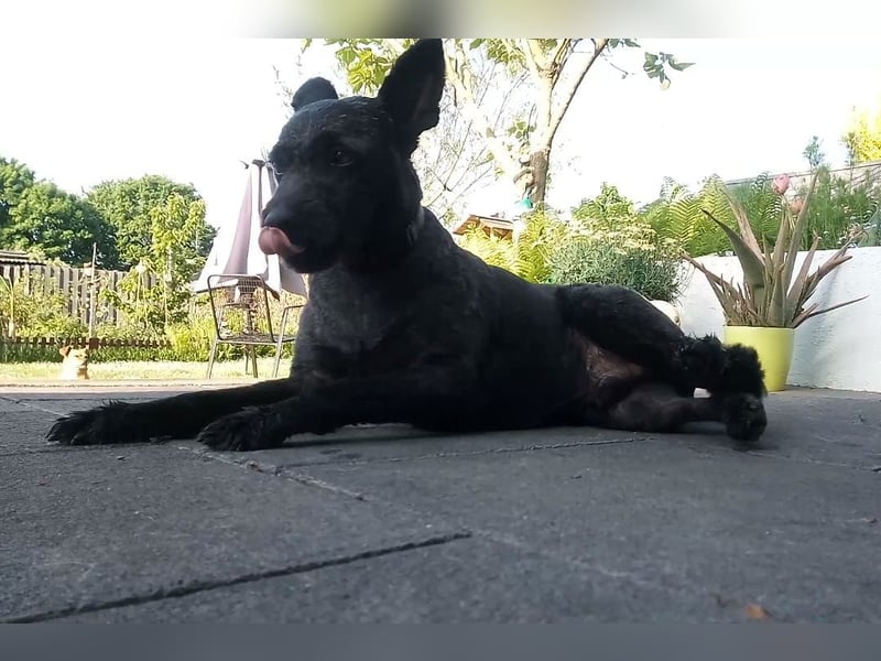 Lupo auf Pflegestelle in Mönchengladbach