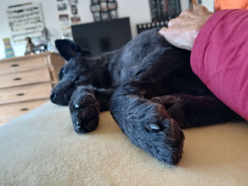 Lupo auf Pflegestelle in Mönchengladbach