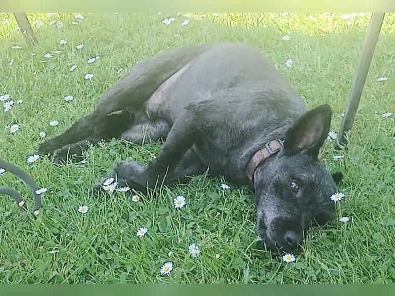 Lupo auf Pflegestelle in Mönchengladbach