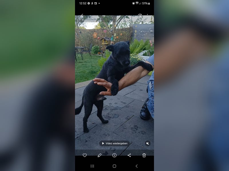Lupo auf Pflegestelle in Mönchengladbach