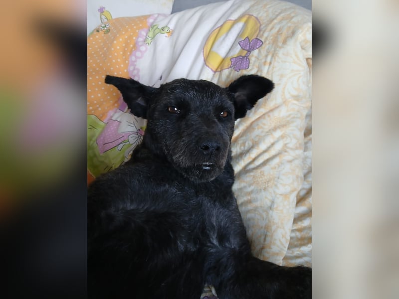 Lupo auf Pflegestelle in Mönchengladbach