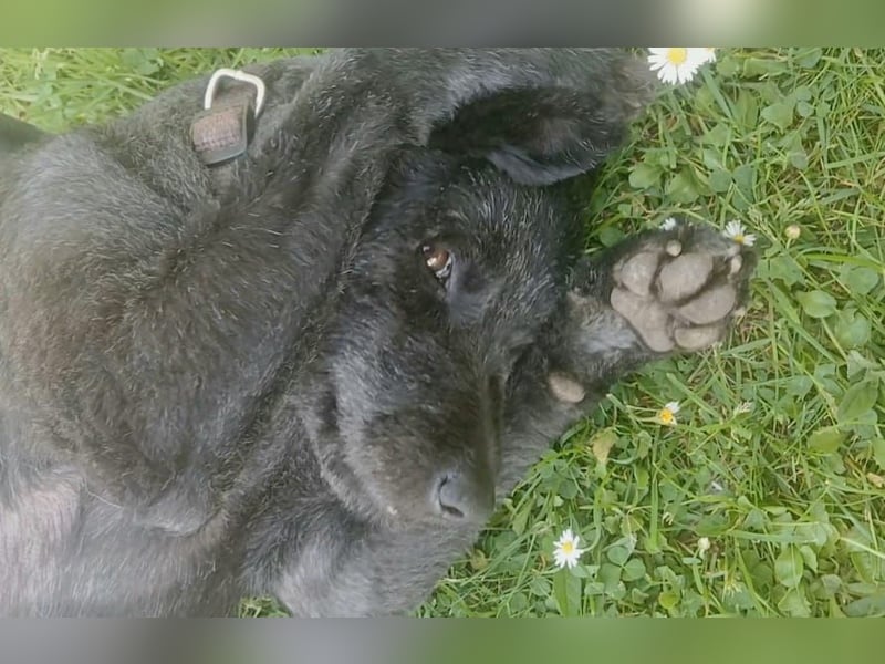 Lupo auf Pflegestelle in Mönchengladbach