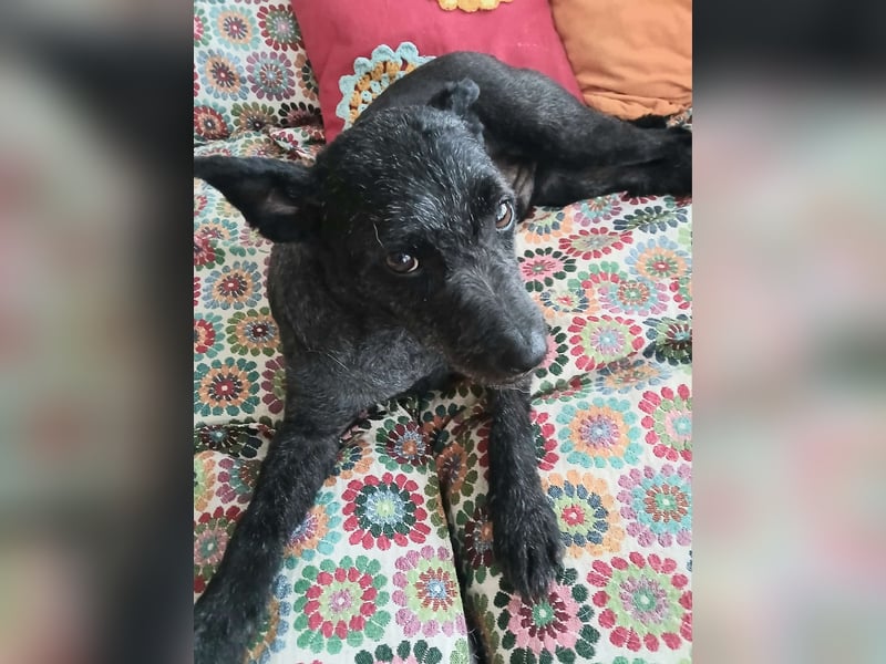 Lupo auf Pflegestelle in Mönchengladbach
