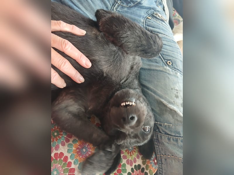 Lupo auf Pflegestelle in Mönchengladbach