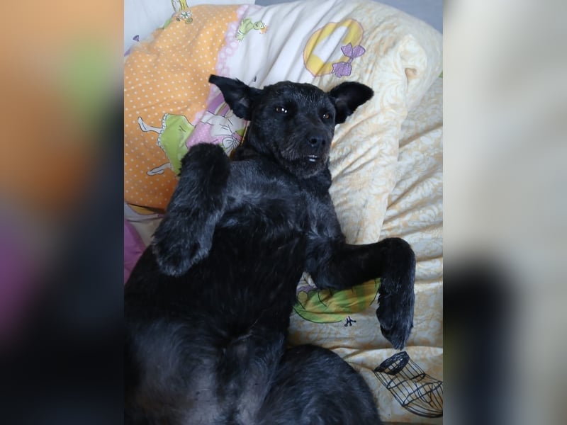 Lupo auf Pflegestelle in Mönchengladbach