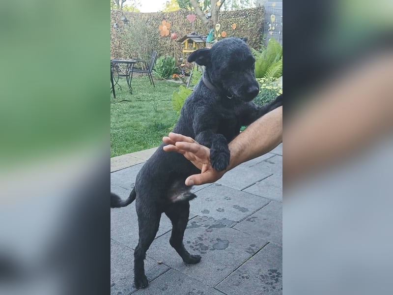 Lupo auf Pflegestelle in Mönchengladbach