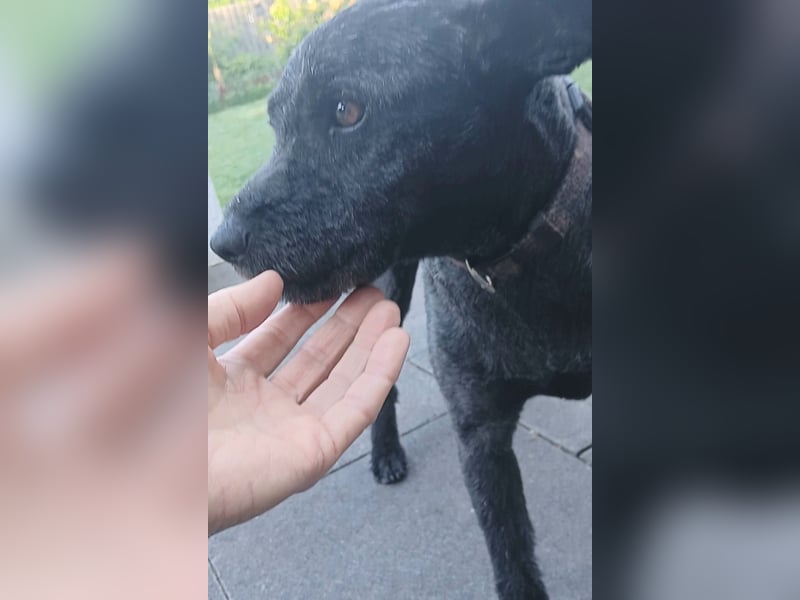 Lupo auf Pflegestelle in Mönchengladbach