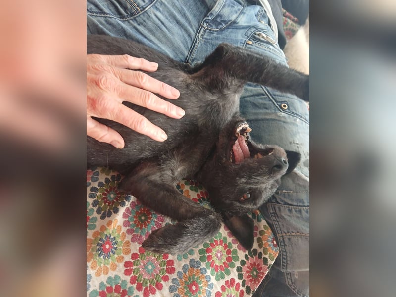 Lupo auf Pflegestelle in Mönchengladbach
