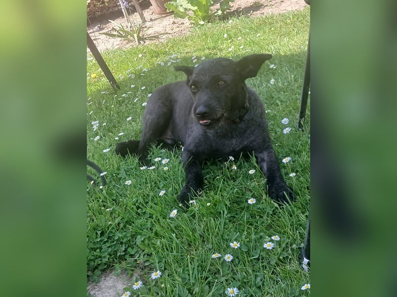 Lupo auf Pflegestelle in Mönchengladbach