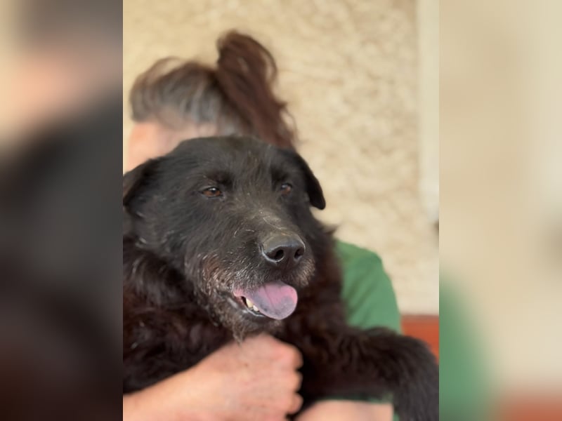 Arny - sensibler Rüde sucht sicheres Zuhause