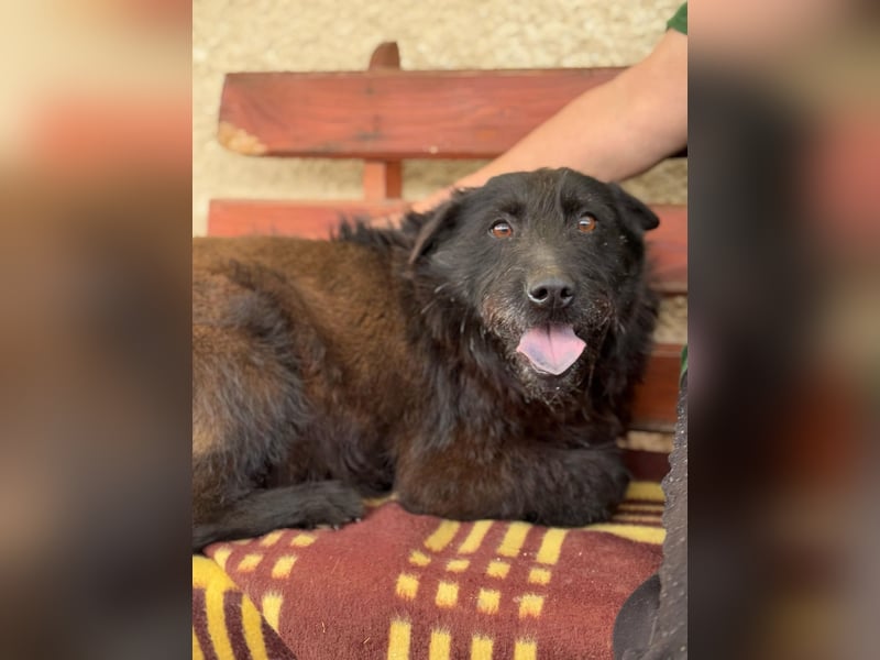 Arny - sensibler Rüde sucht sicheres Zuhause