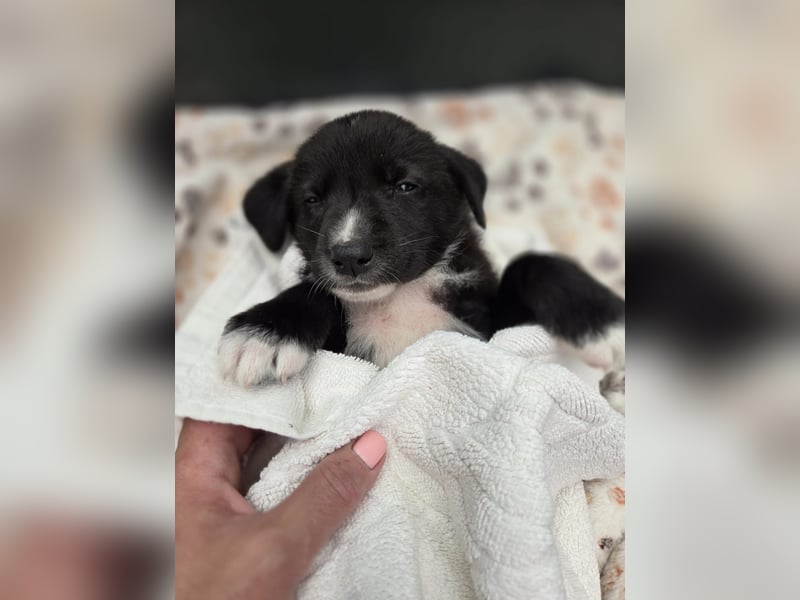 Reacher - tapferer Hundejunge