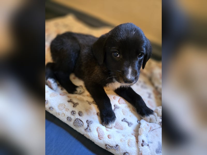 Reacher - tapferer Hundejunge