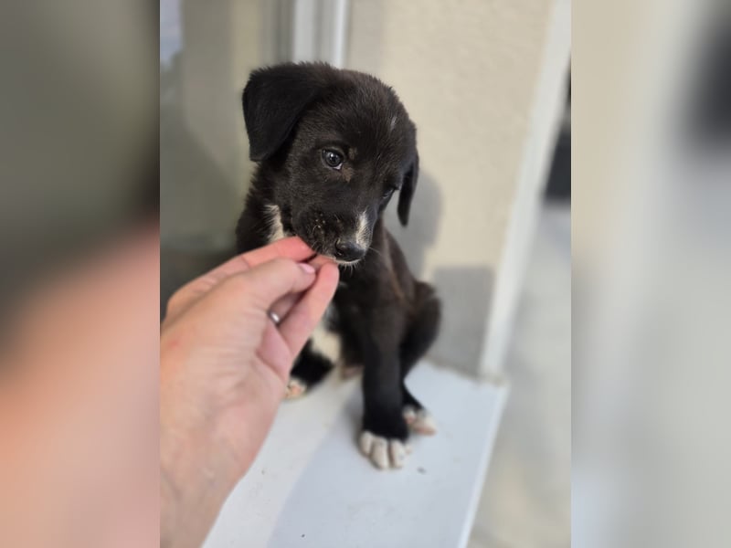 Reacher - tapferer Hundejunge