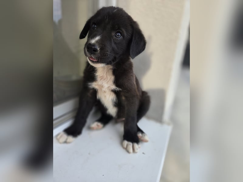 Reacher - tapferer Hundejunge