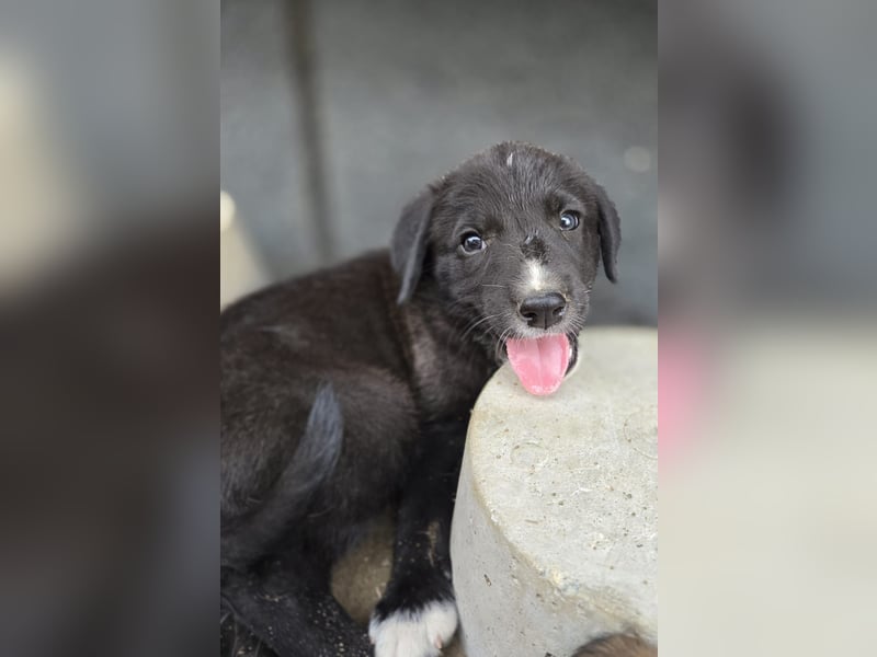 Reacher - tapferer Hundejunge