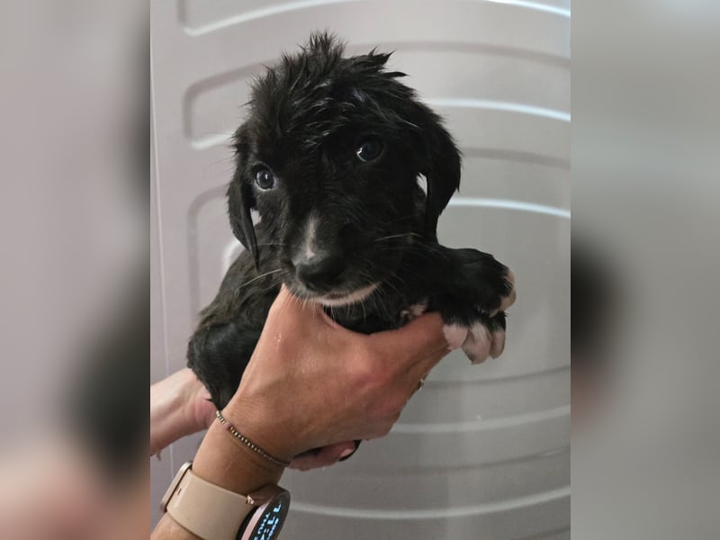 Reacher - tapferer Hundejunge
