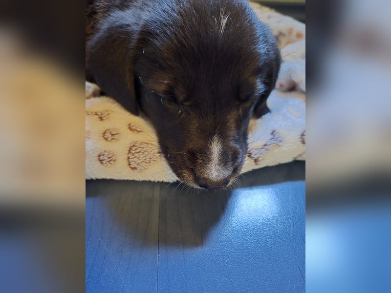 Reacher - tapferer Hundejunge