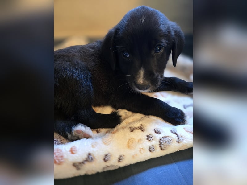 Reacher - tapferer Hundejunge