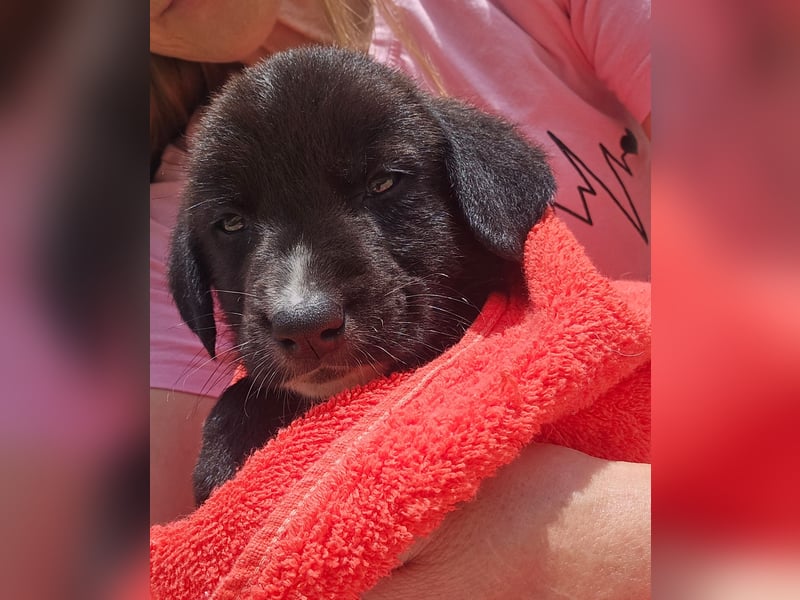 Reacher - tapferer Hundejunge