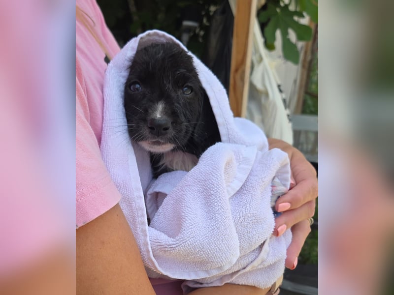 Reacher - tapferer Hundejunge