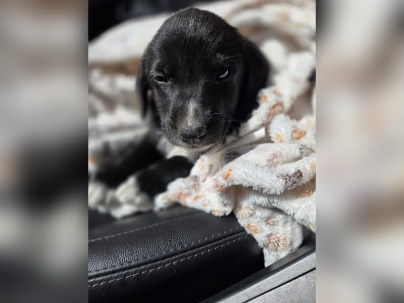 Reacher - tapferer Hundejunge