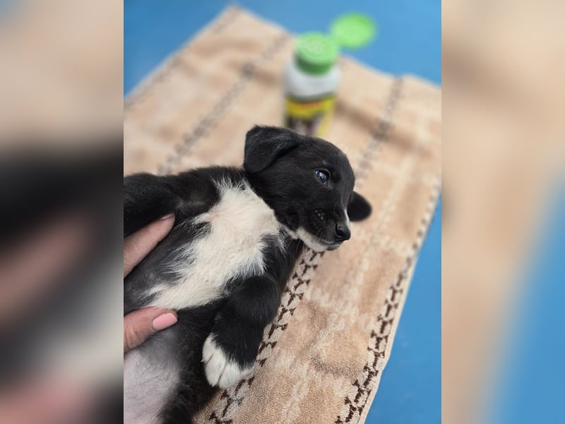 Reacher - tapferer Hundejunge